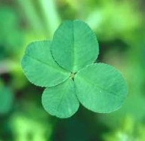 Four20leaf20clover2_1